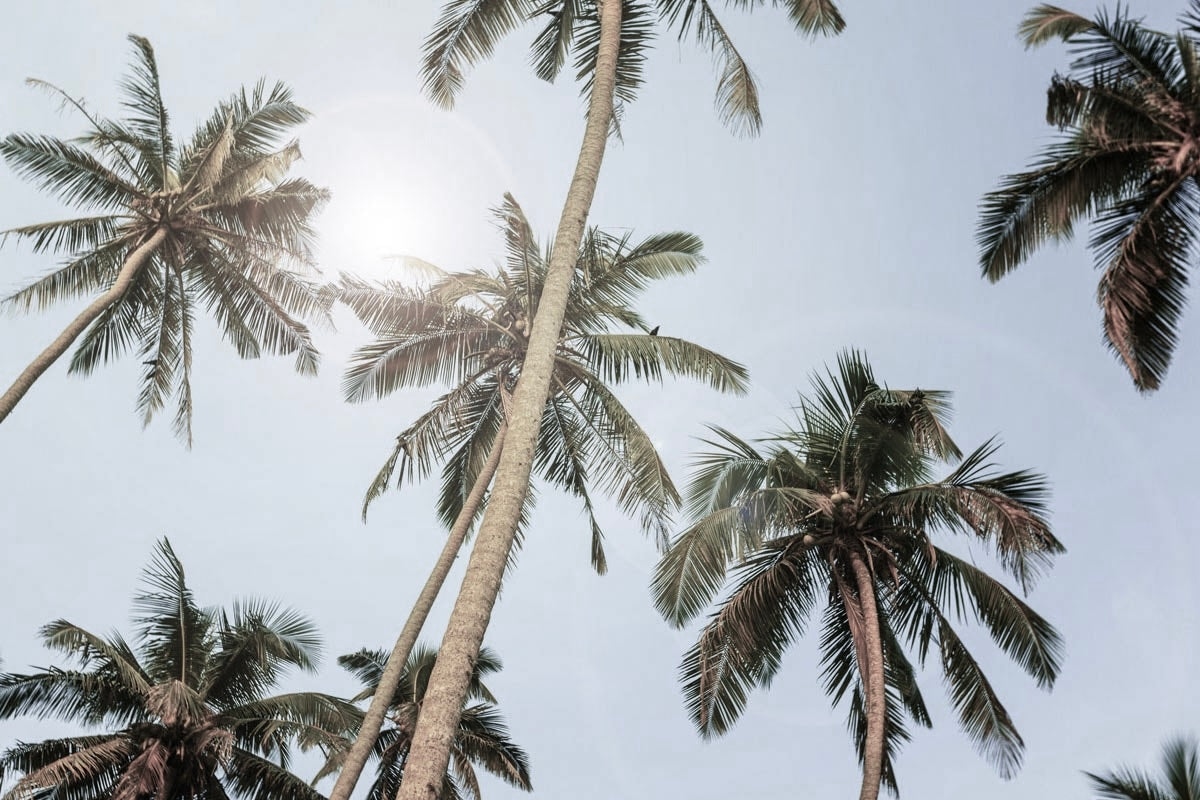 Coconut Ave - Hunting Area in Kihei